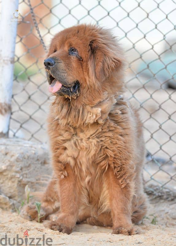 Tibetan Mastiff  female  vaccinated premium quality تيبيتان ماستيف 3