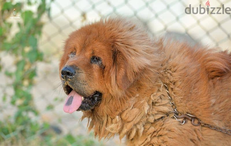 Tibetan Mastiff  female  vaccinated premium quality تيبيتان ماستيف 4