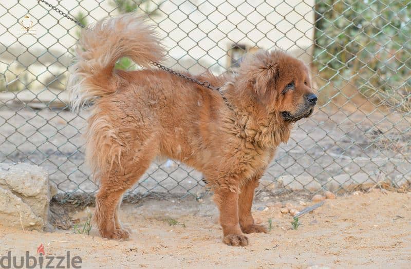 Tibetan Mastiff  female  vaccinated premium quality تيبيتان ماستيف 5