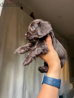 New born brown mini cocker spaniel 0