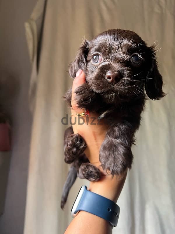 New born brown mini cocker spaniel 1