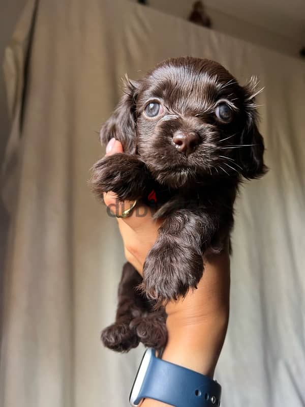 New born brown mini cocker spaniel 2