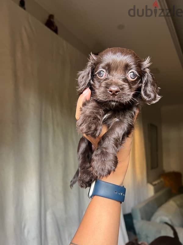 New born brown mini cocker spaniel 3