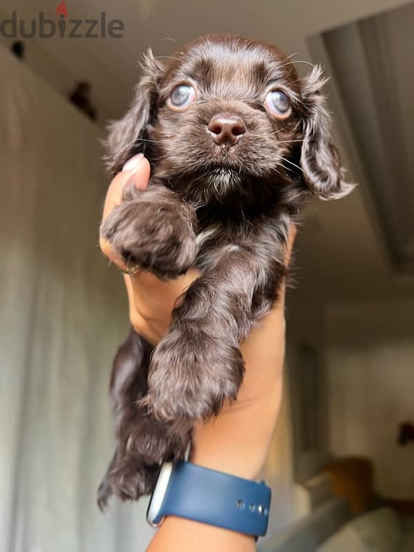 New born brown mini cocker spaniel 4