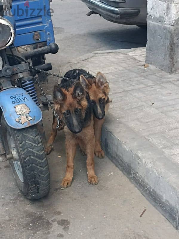 جروين دكر ونتايه جيرمين للبيع 1