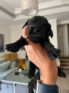 black new born mini cocker spaniel 0