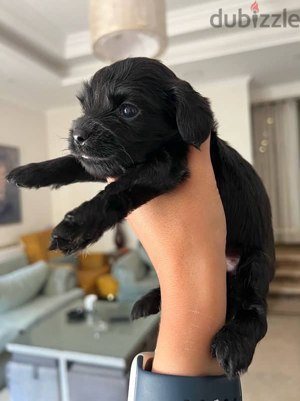 black new born mini cocker spaniel 1