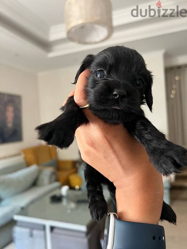 black new born mini cocker spaniel 2