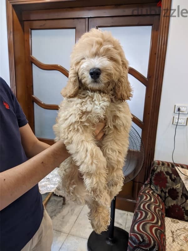 Cockapoo 1