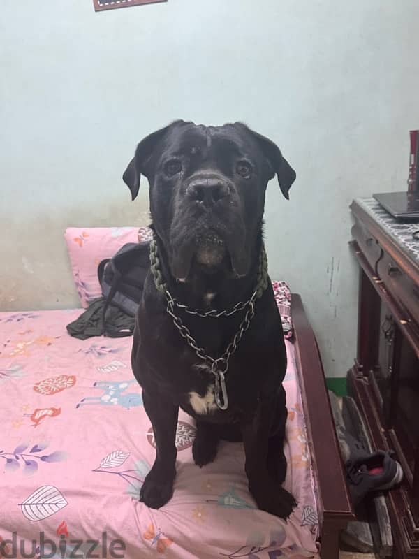 جراوي كين كورس من العيار التقيل cane corso 5