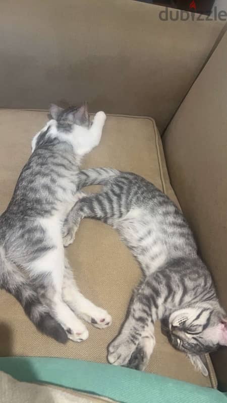 male and female cats for sale (2000egp for both) 2