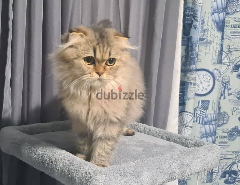 Scottish Fold Golden tabby 3