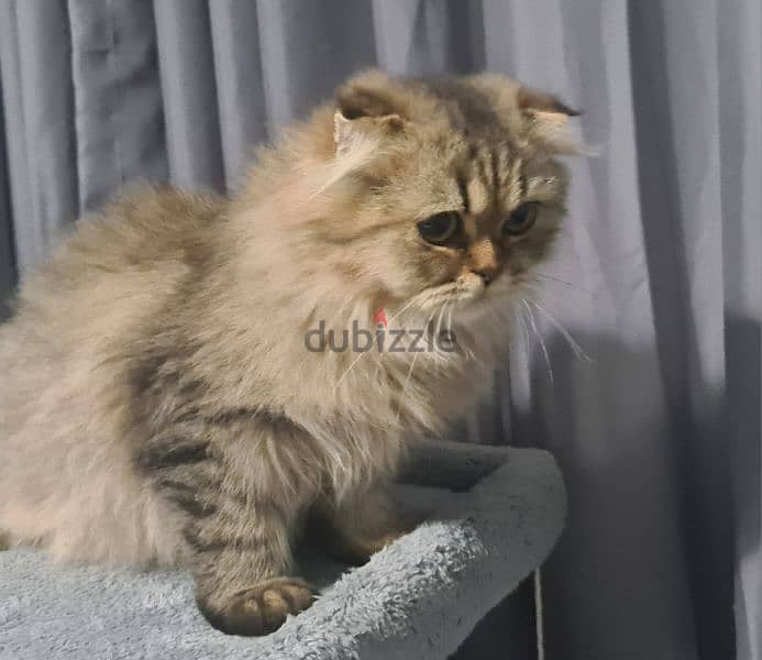 Scottish Fold Golden tabby 9