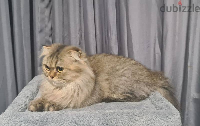 Scottish Fold Golden tabby 10