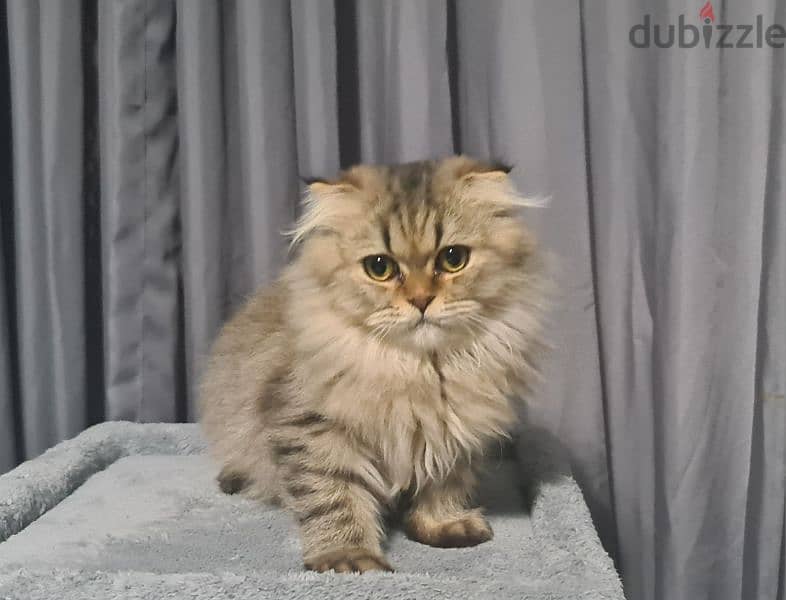 Scottish Fold Golden tabby 11