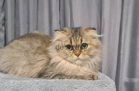 Scottish Fold Longhair Tiger