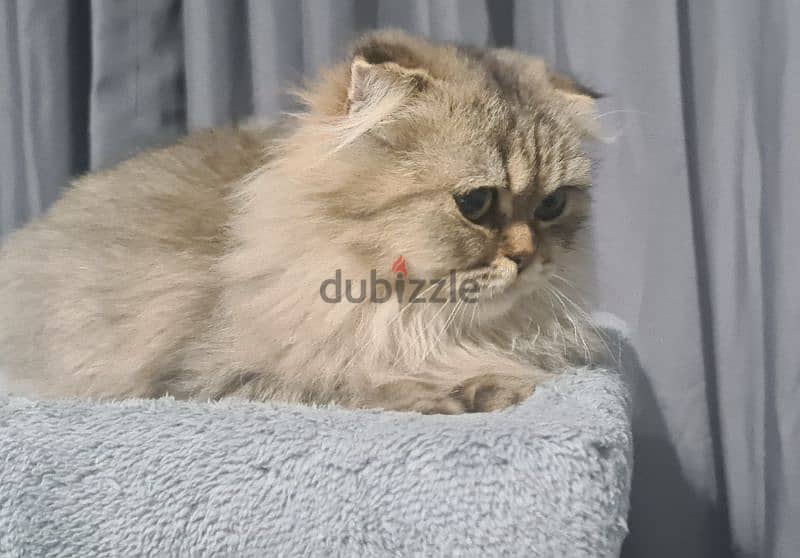 Scottish Fold Longhair Tiger 1