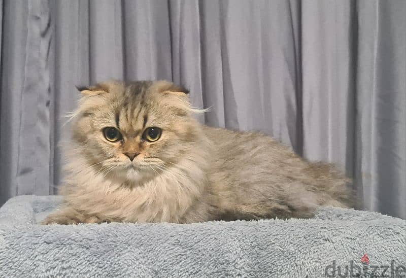 Scottish Fold Longhair Tiger 3