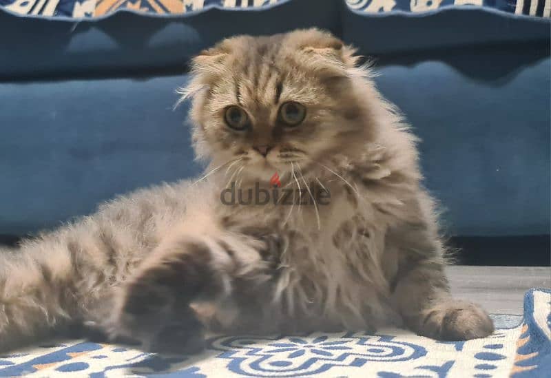 Scottish Fold Longhair Tiger 4