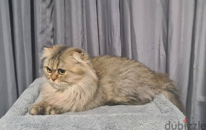 Scottish Fold Longhair Tiger 5