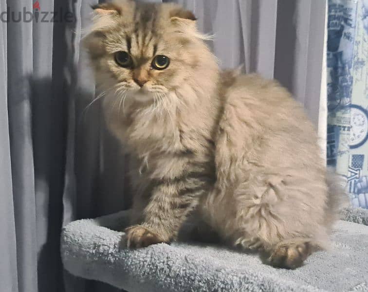 Scottish Fold Longhair Tiger 6