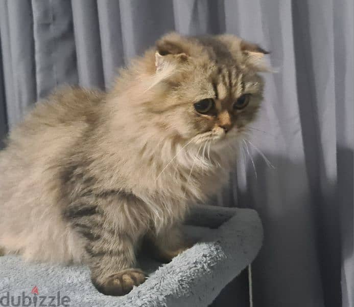 Scottish Fold Longhair Tiger 7