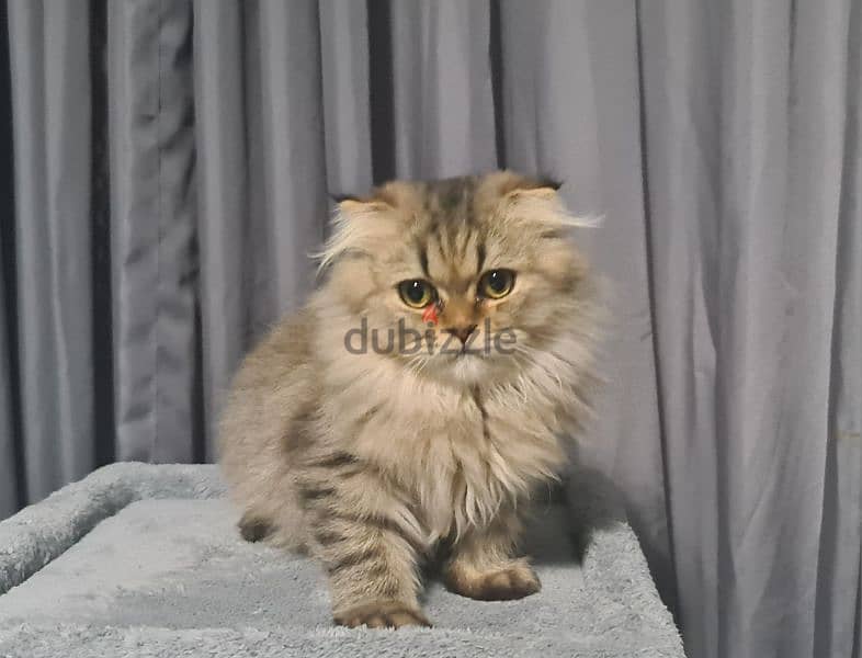 Scottish Fold Longhair Tiger 8