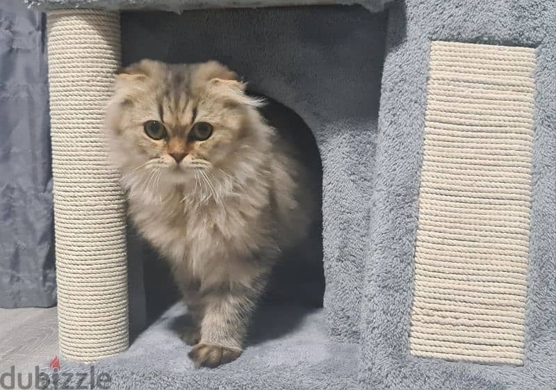 Scottish Fold Longhair Tiger 9