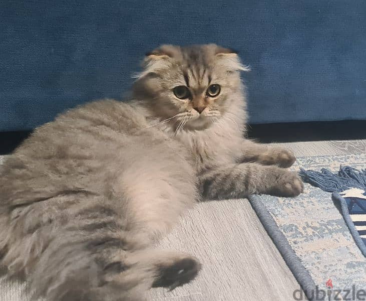 Scottish Fold Longhair Tiger 12