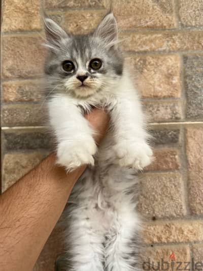 Pure Persian kitten 60 days قطة بيرشن