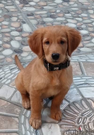 Golden retriever puppy