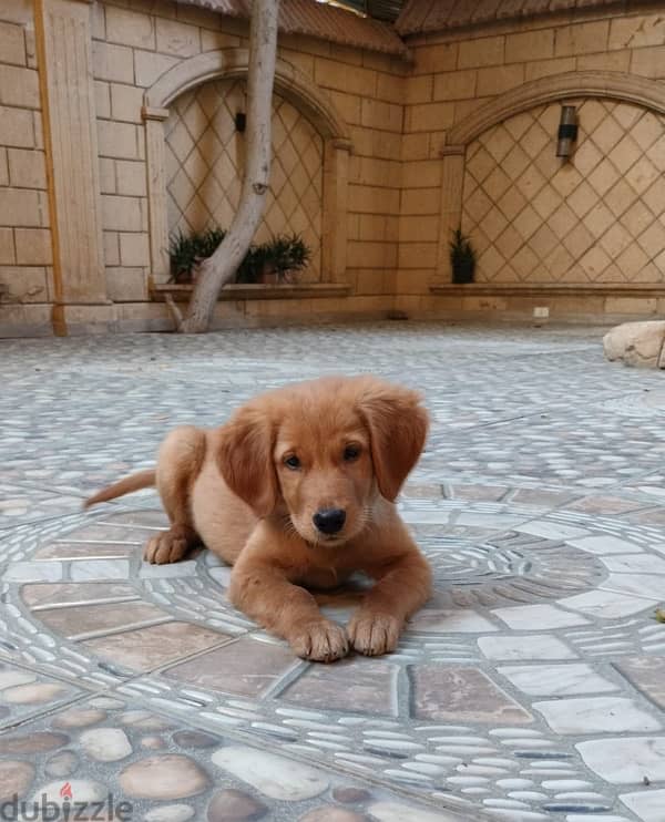 Golden retriever puppy 1