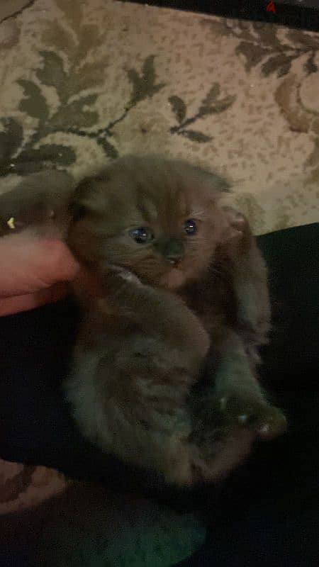 Scottish fold kittens 0