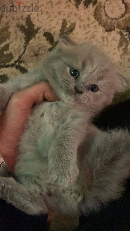 Scottish fold kittens 1