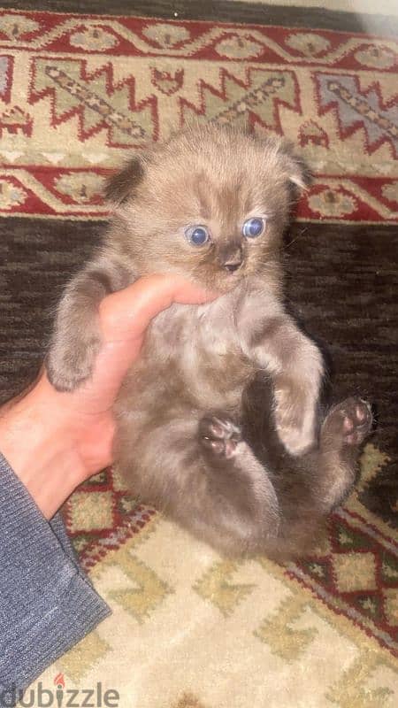 Scottish fold kittens 2