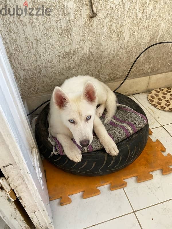 white husky هاسكي 1