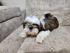 shih tzu . . شيتزو 0