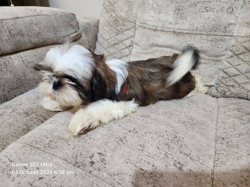 shih tzu . . شيتزو 2