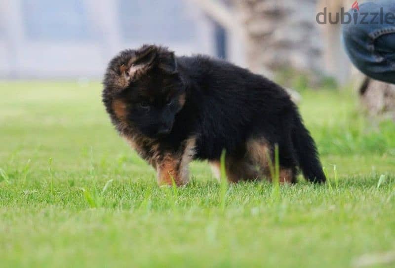 جراوي جيرمن شيبرد ذكر ولد بنت انثي  Male German shepherd puppies Femal 0