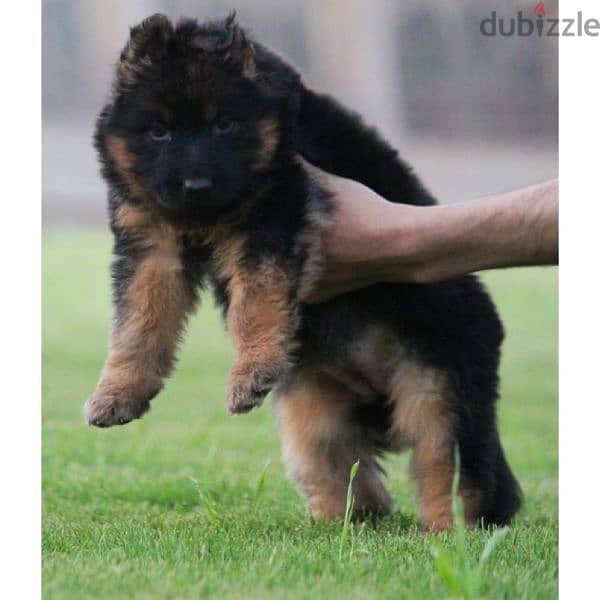 جراوي جيرمن شيبرد ذكر ولد بنت انثي  Male German shepherd puppies Femal 1