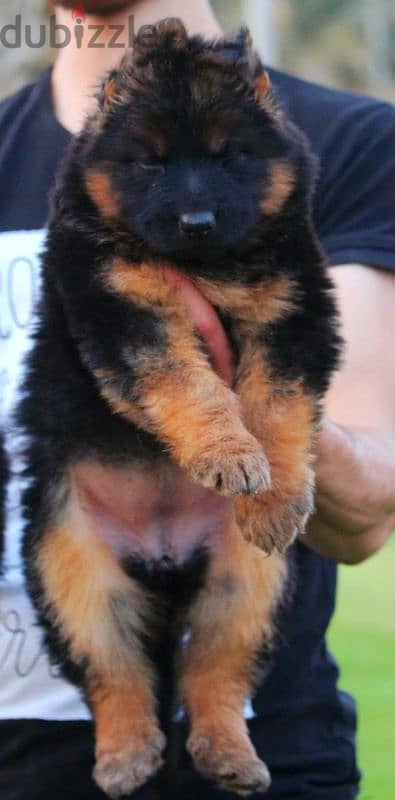 جراوي جيرمن شيبرد ذكر ولد بنت انثي  Male German shepherd puppies Femal 2