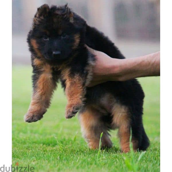 جراوي جيرمن شيبرد ذكر ولد بنت انثي  Male German shepherd puppies Femal 3