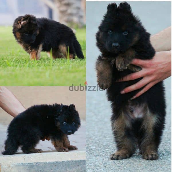 جراوي جيرمن شيبرد ذكر ولد بنت انثي  Male German shepherd puppies Femal 4