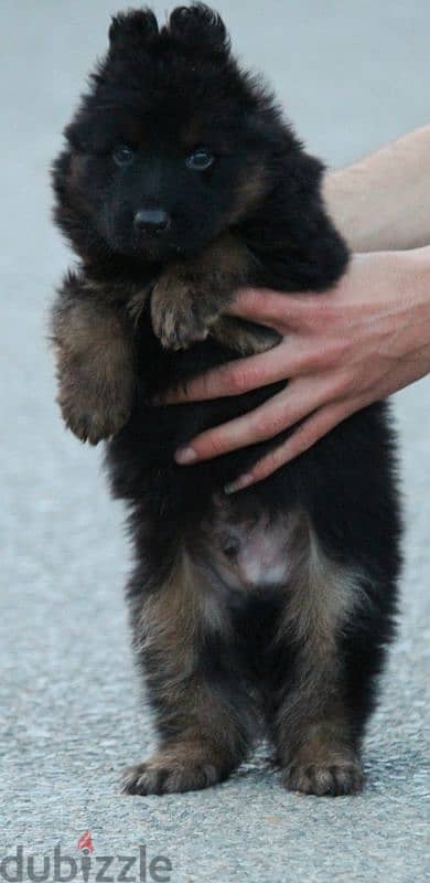 جراوي جيرمن شيبرد ذكر ولد بنت انثي  Male German shepherd puppies Femal 6