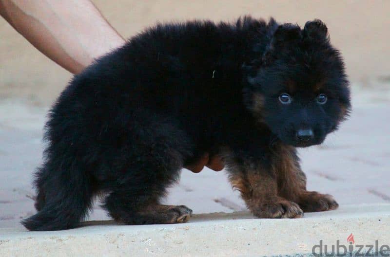 جراوي جيرمن شيبرد ذكر ولد بنت انثي  Male German shepherd puppies Femal 7