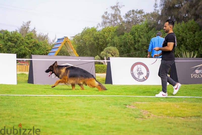 جراوي جيرمن شيبرد ذكر ولد بنت انثي  Male German shepherd puppies Femal 8