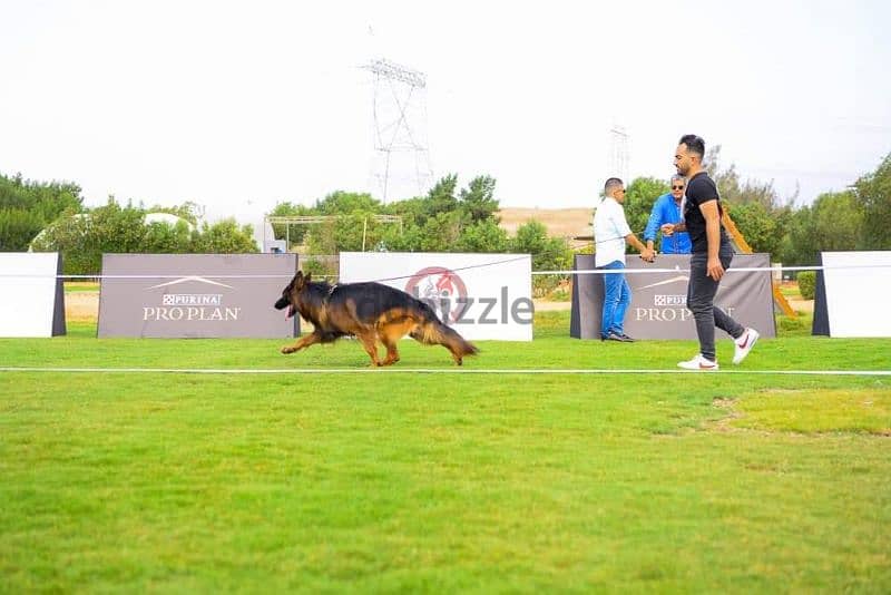 جراوي جيرمن شيبرد ذكر ولد بنت انثي  Male German shepherd puppies Femal 9