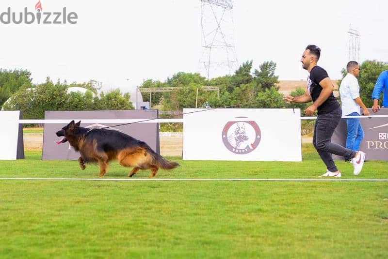 جراوي جيرمن شيبرد ذكر ولد بنت انثي  Male German shepherd puppies Femal 10