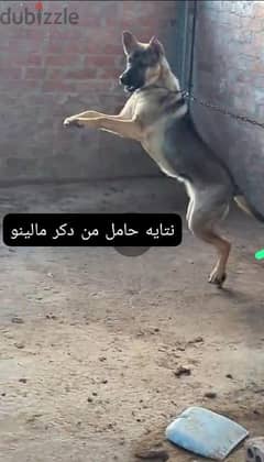 نتايه استندر سيبل حامل 0