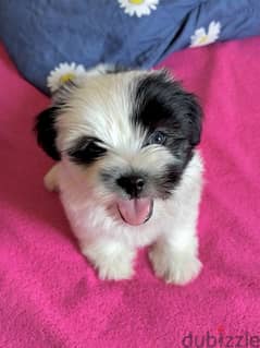 mini havanese 0